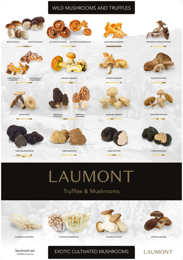 Mushroom and Truffle Season Poster (70cm x 100cm)